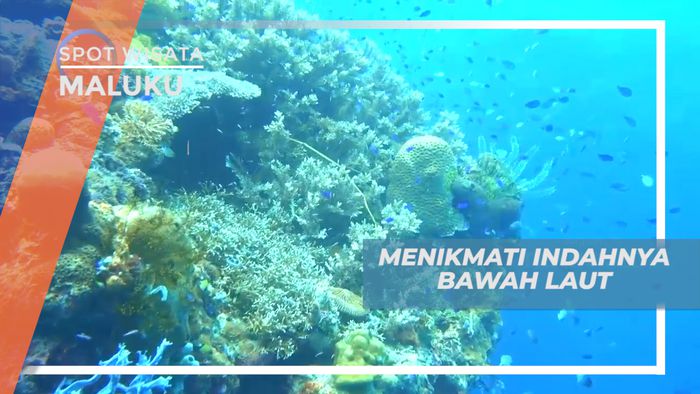 Mengintip Indahnya Biota Laut Penghuni Pantai Lubang Buaya, Maluku