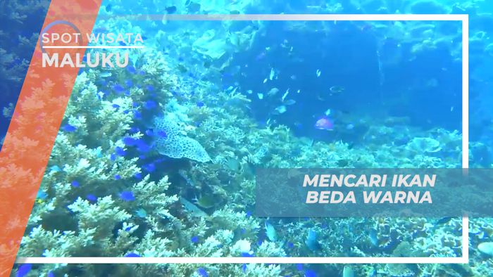 Berburu Ikan Beda Warna di Dasar Laut Pantai Lubang Buaya, Maluku