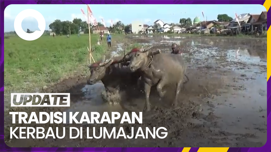Melihat Tradisi Karapan Kerbau untuk Menyambut Musim Tanam Padi