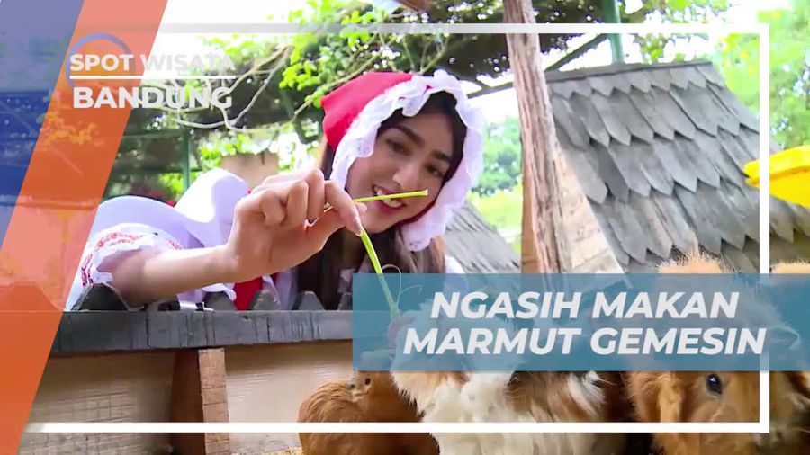 Memberi Makan Marmut-marmut Lucu di Farm House Bandung