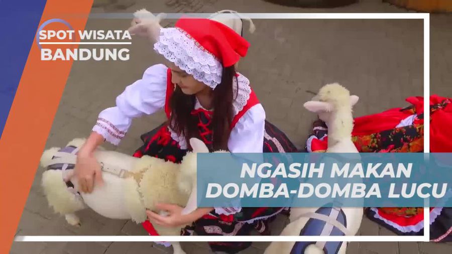Momen Lucu Memberi Makan Domba-domba Menggemaskan di Bandung