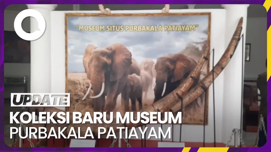 Penampakan Gigi-Kaki Banteng Purba di Museum Purbakala Patiayam