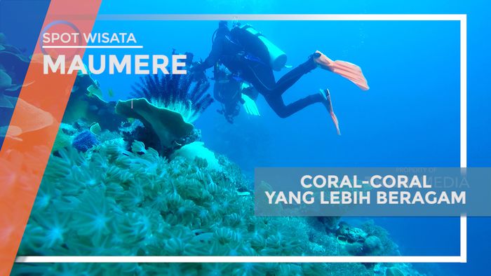Menikmati Beragam Coral-coral dan Biota Laut yang Memukau, Maumere