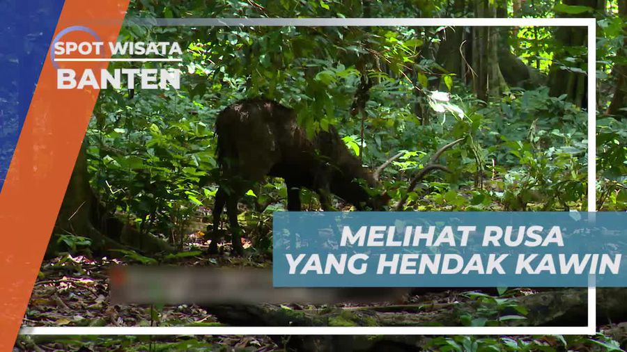 Tingkah Lucu Rusa Untuk Menarik Perhatian, Pulau Peucang Banten 