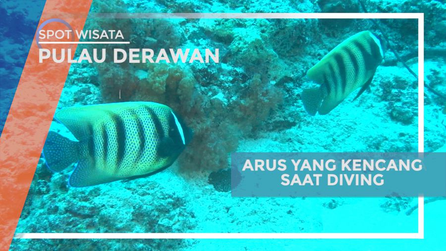Sensasi Merasakan Arus Kencang di Menuju Spot Channel, Pulau Derawan