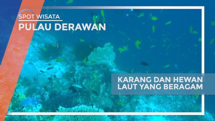 Menyelami Pesona Keindahan Spot Turtle Bay yang Memukau, Pulau Derawan