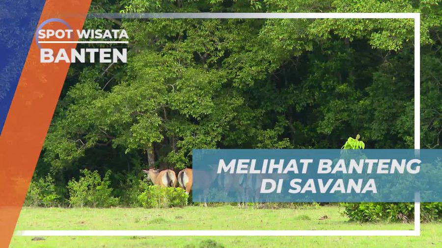 Melihat Banteng Liar di Savana Cidaon Banten