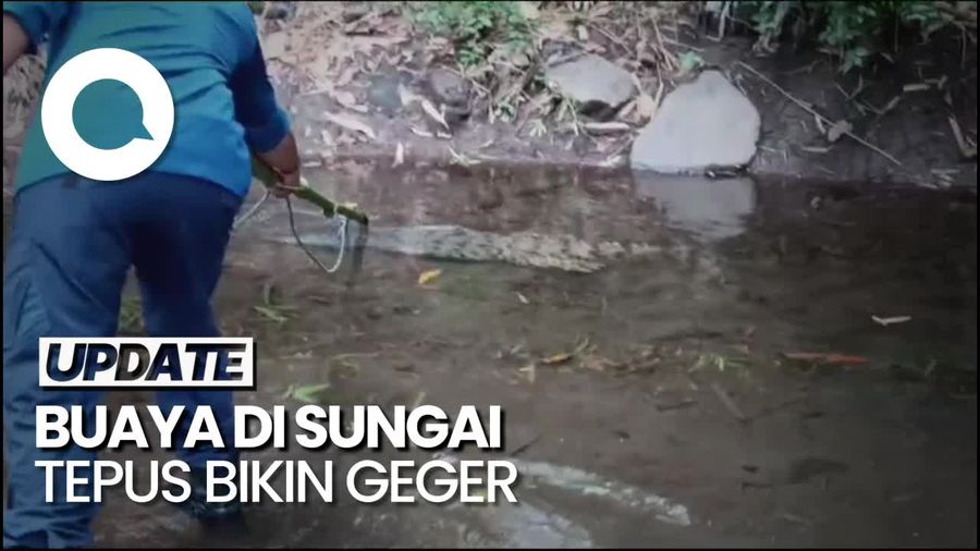 Momen Penangkapan Buaya 2 Meter yang Bikin Resah Warga Sleman