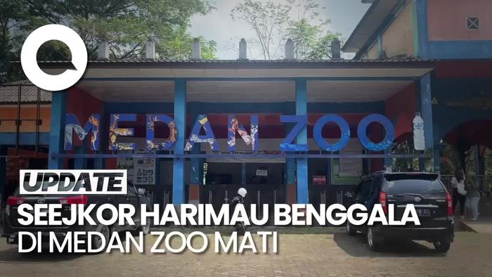 Harimau di Medan Zoo Mati Lagi, Walkot Bobby Bilang Begini