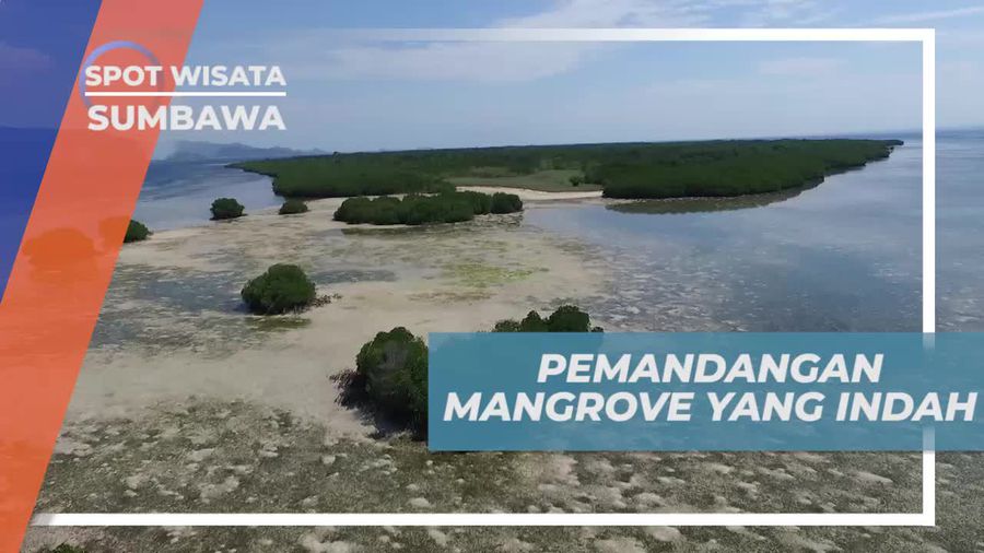 Menikmati Panorama Keindahan Mangrove di Pulau Kambing Sumbawa 
