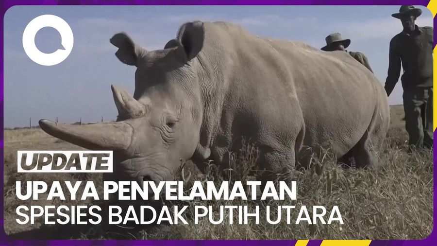 Peneliti Berhasil Buat Indukan Bayi Tabung Badak Putih Utara Hamil