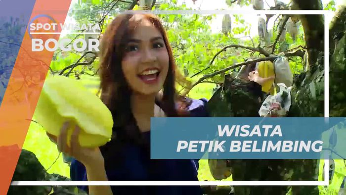 Mencoba Memetik Belimbing Langsung Dari Kebunnya, Bogor