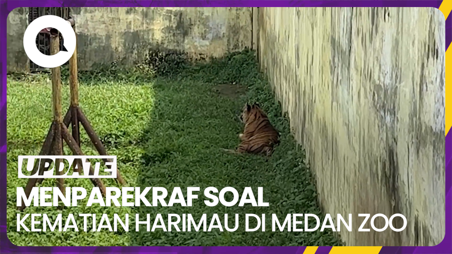 Sandiaga Uno Sayangkan Kematian 4 Harimau di Medan Zoo