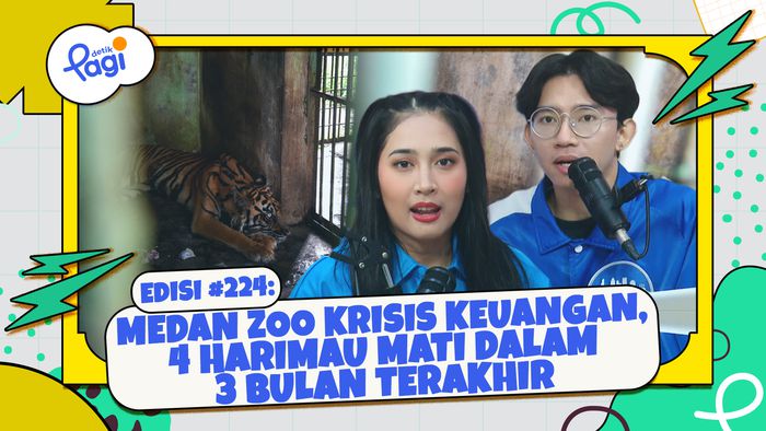 Medan Zoo Krisis Keuangan, 4 Harimau Mati Dalam 3 Bulan Terakhir