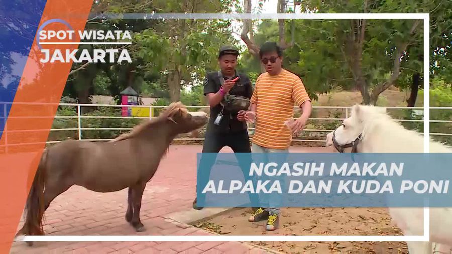 Momen Lucu Memberi Makan Alpaka dan Kuda Poni di Jakarta