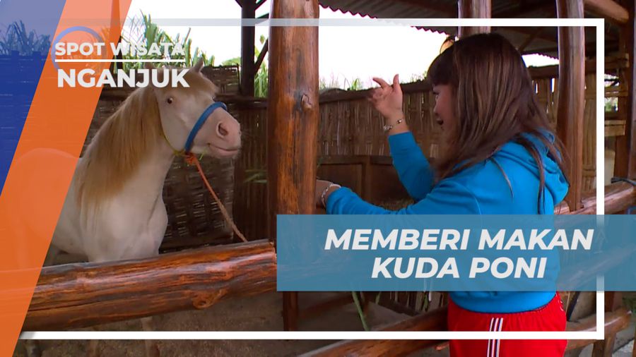 Pengalaman Seru, Memberi Makan Kuda Poni Secara Langsung, Nganjuk
