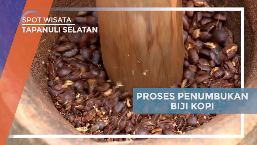 Melihat Penumbukan Kopi Dengan Cara Tradisional, Tapanuli Selatan 