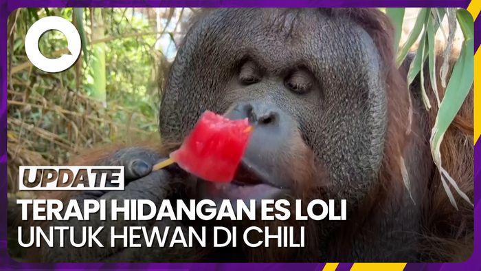 Terapi Es Loli untuk Atasi Efek Gelombang Panas pada Hewan di Chili