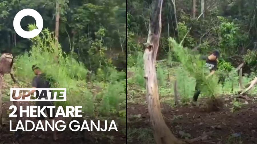 Penggerebekan Ladang Ganja Seluas 2 Hektare di Empat Lawang Sumsel