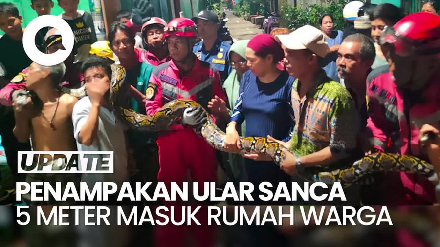 Proses Evakuasi Ular Sanca 5 Meter yang Masuk Rumah Warga Makassar
