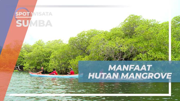 Mengenal Manfaat Hutan Mangrove, Sumba