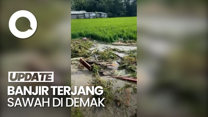 Ribuan Hektare Sawah Padi di Demak Diterjang Banjir Kiriman