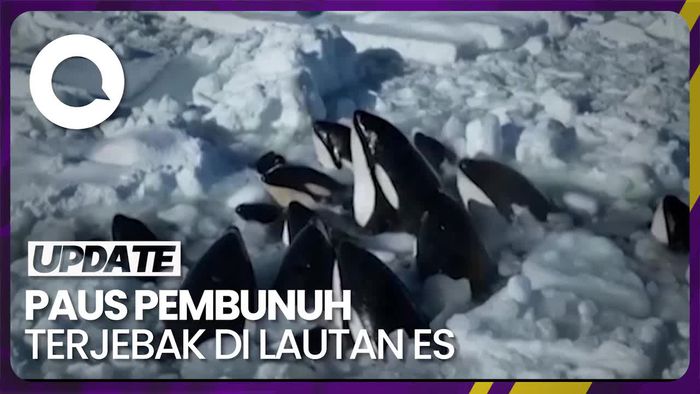Kawanan Paus Pembunuh Terjebak di Lautan Es di Pantai Hokkaido
