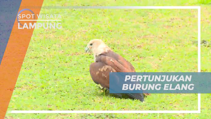 Sensasi Seru Mengikuti Atraksi Pintar Burung Elang, Lampung