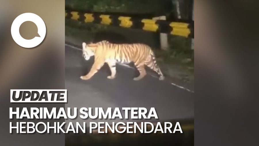 Penampakan Harimau Sumatera Hebohkan Pengguna Jalan di Lampung