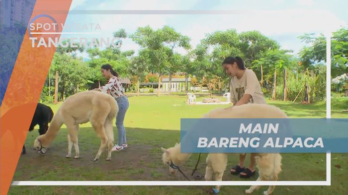 Pengalaman Seru, Bermain Bareng Alpaca yang Lucu Menggemaskan, Tangerang