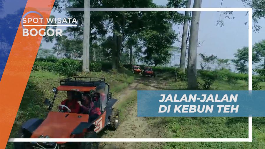Menyusuri Jalan Setapak Naik Mobil Offroad Menuju Kebun Teh, Bogor