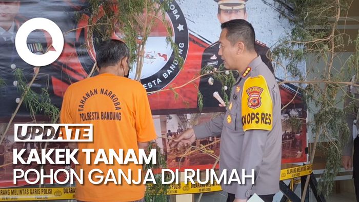 Duh! Kakek di Bandung Nekat Tanam 20 Pohon Ganja di Rumah