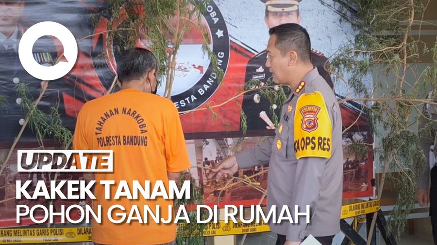 Duh! Kakek di Bandung Nekat Tanam 20 Pohon Ganja di Rumah