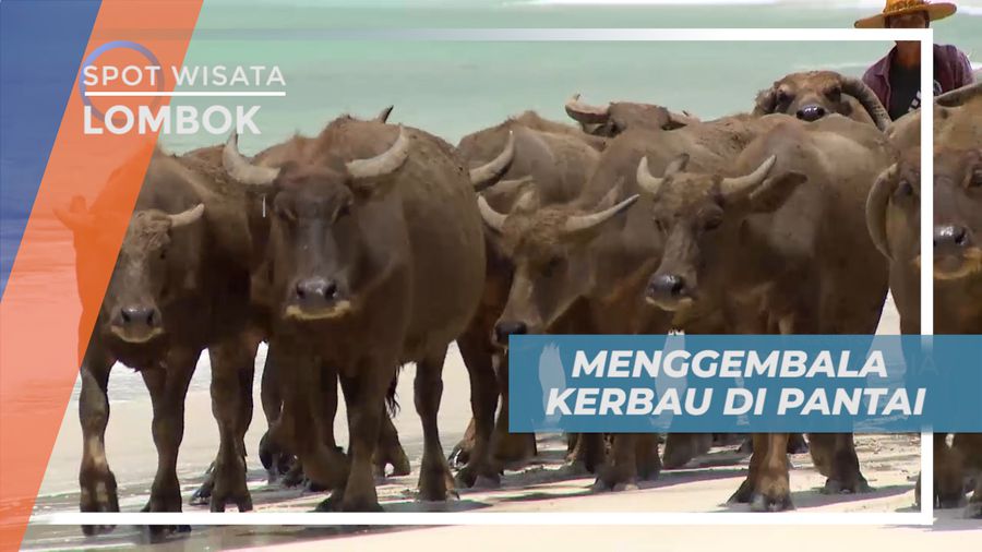 Pengalaman Seru, Liburan Sambil Menggembala Kerbau di Pantai Selong Belanak, Lombok