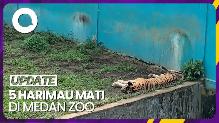 Harimau di Medan Zoo Mati Lagi, Kini Jadi 5