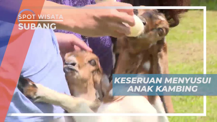 Seru-seruan Memberikan Susu ke Anak Kambing, Subang 