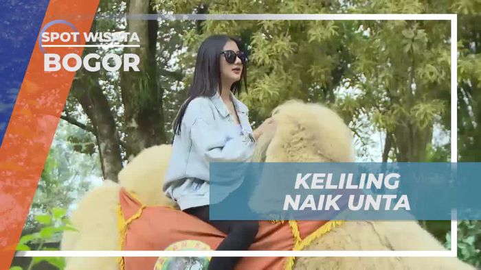 Momen Unik Naik Unta Berkeliling Royal Safari Garden Bogor