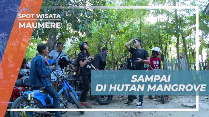 Tiba di Hutan Mangrove, Dimanjakan Nuansa Hijau Menyejukkan, Maumere