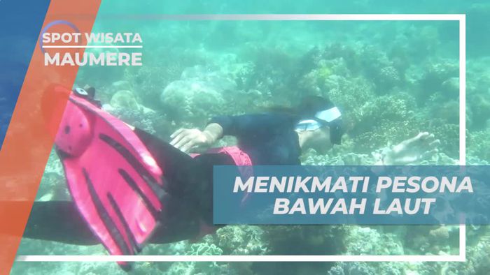 Snorkeling Menikmati Keindahan Bawah Laut Pulau Pangabatang Maumere 