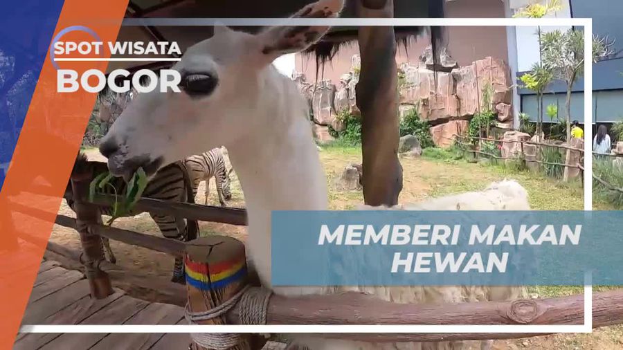 Sensasi Seru Memberi Makan Zebalrq di Royal Safari Bogor