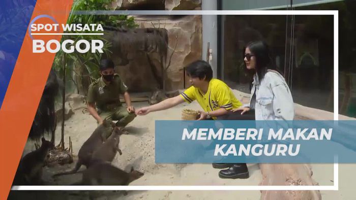 Keseruan Berinteraksi Dengan Kanguru, Bogor
