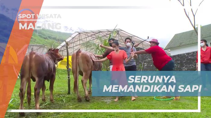 Momen Seru Memandikan Sapi di Lembah Indah Kota Malang