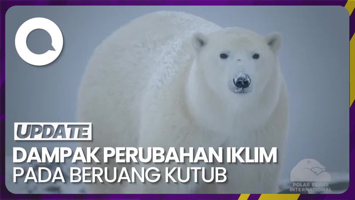 Imbas Perubahan Iklim, Pola Makan Beruang Kutub Berubah