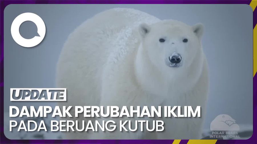 Imbas Perubahan Iklim, Pola Makan Beruang Kutub Berubah
