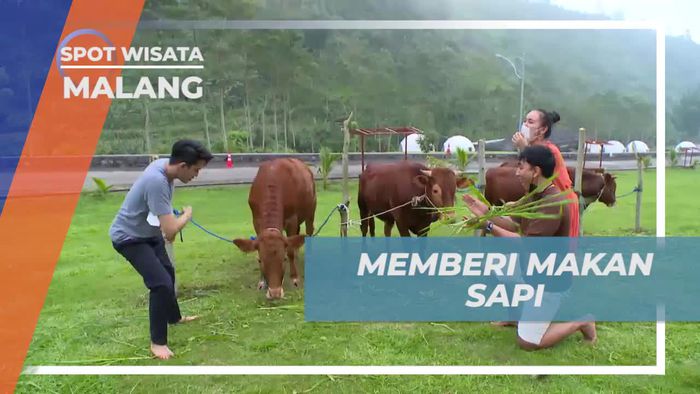 Mencoba Memberi Makan Sapi di Lembah Indah Kota Malang