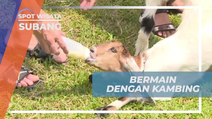 Momen Lucu Bermain Dengan Kambing di Penginapan Subang
