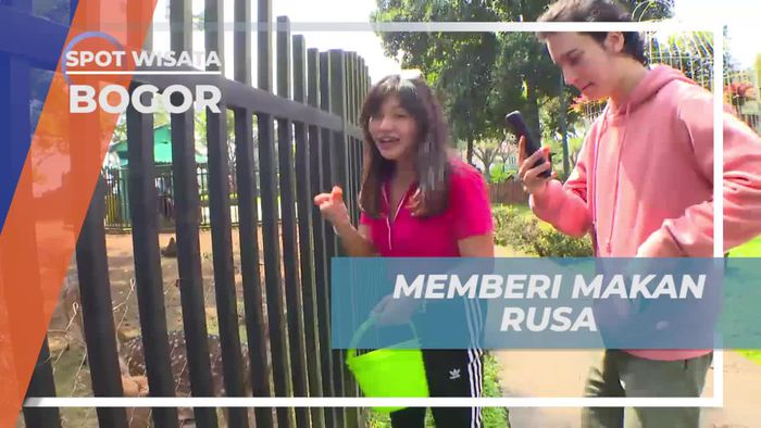 Momen Seru Memberi Makan Rusa di Penginapan Bogor
