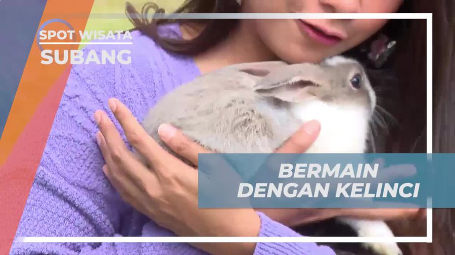 Seru-seruan Bermain Bersama Kelinci Lucu di Penginapan Subang