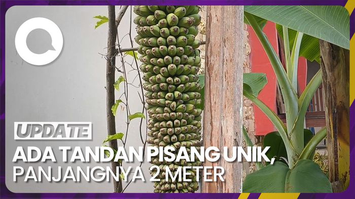 Tandan Pisang dengan Panjang 2 Meter Jadi Tontonan Warga Kupang