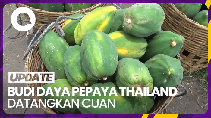 Raup Cuan Puluhan Juta Rupiah dari Budi Daya Pepaya Thailand